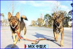 にほんブログ村 犬ブログ MIX中型犬へ