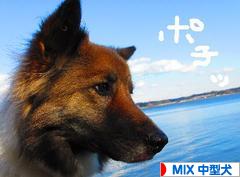 にほんブログ村 犬ブログ MIX中型犬へ