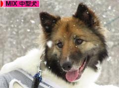 にほんブログ村 犬ブログ MIX中型犬へ