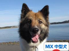 にほんブログ村 犬ブログ MIX中型犬へ