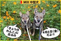 にほんブログ村 犬ブログ MIX中型犬へ