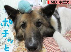 にほんブログ村 犬ブログ MIX中型犬へ