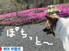 にほんブログ村 犬ブログ MIX中型犬へ
