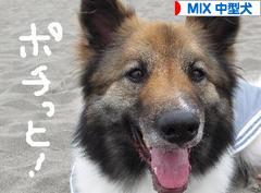 にほんブログ村 犬ブログ MIX中型犬へ