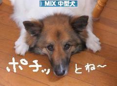 にほんブログ村 犬ブログ MIX中型犬へ