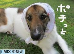 にほんブログ村 犬ブログ MIX中型犬へ