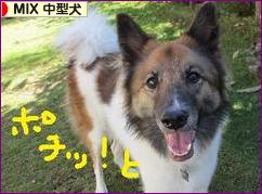 にほんブログ村 犬ブログ MIX中型犬へ