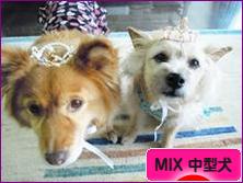 にほんブログ村 犬ブログ MIX中型犬へ