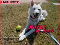 にほんブログ村 犬ブログ MIX中型犬へ