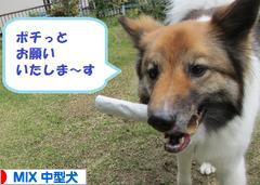 にほんブログ村 犬ブログ MIX中型犬へ