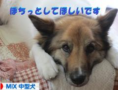 にほんブログ村 犬ブログ MIX中型犬へ