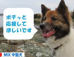 にほんブログ村 犬ブログ MIX中型犬へ