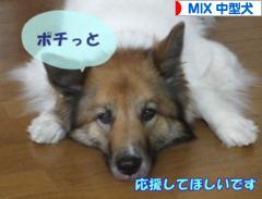 にほんブログ村 犬ブログ MIX中型犬へ