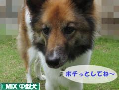 にほんブログ村 犬ブログ MIX中型犬へ