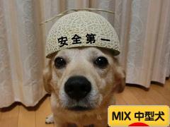 にほんブログ村 犬ブログ MIX中型犬へ