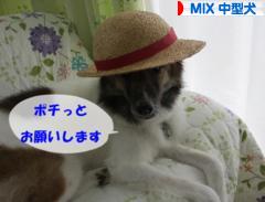 にほんブログ村 犬ブログ MIX中型犬へ