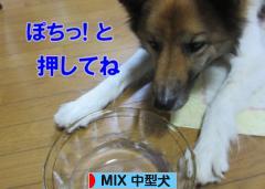 にほんブログ村 犬ブログ MIX中型犬へ