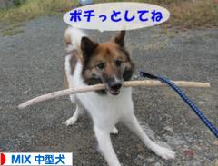 にほんブログ村 犬ブログ MIX中型犬へ