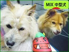にほんブログ村 犬ブログ MIX中型犬へ