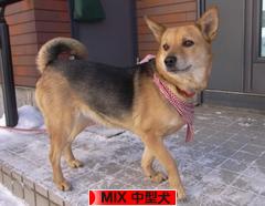 にほんブログ村 犬ブログ MIX中型犬へ