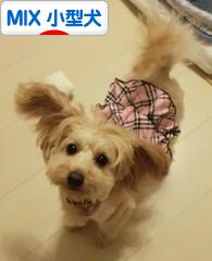 にほんブログ村 犬ブログ MIX小型犬へ