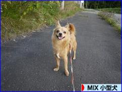 にほんブログ村 犬ブログ MIX小型犬へ