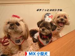 にほんブログ村 犬ブログ MIX小型犬へ