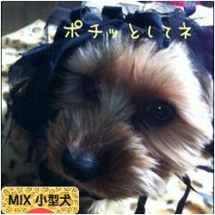 にほんブログ村 犬ブログ MIX小型犬へ