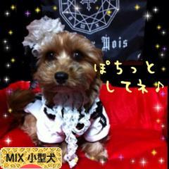にほんブログ村 犬ブログ MIX小型犬へ