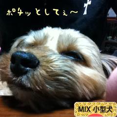 にほんブログ村 犬ブログ MIX小型犬へ
