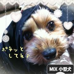 にほんブログ村 犬ブログ MIX小型犬へ