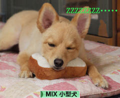 にほんブログ村 犬ブログ MIX小型犬へ