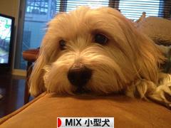 にほんブログ村 犬ブログ MIX小型犬へ