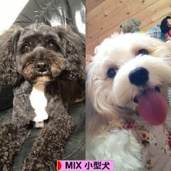 にほんブログ村 犬ブログ MIX小型犬へ