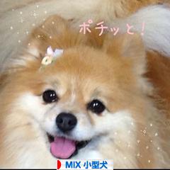 にほんブログ村 犬ブログ MIX小型犬へ