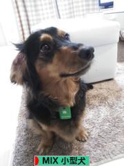 にほんブログ村 犬ブログ MIX小型犬へ