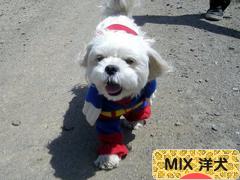 にほんブログ村 犬ブログ MIX 洋犬へ