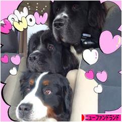 にほんブログ村 犬ブログ ニューファンドランドへ