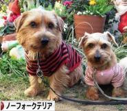 にほんブログ村 犬ブログ ノーフォークテリアへ