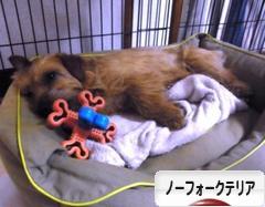 にほんブログ村 犬ブログ ノーフォークテリアへ