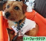 にほんブログ村 犬ブログ ノーフォークテリアへ