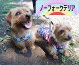 にほんブログ村 犬ブログ ノーフォークテリアへ