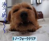 にほんブログ村 犬ブログ ノーフォークテリアへ