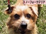 にほんブログ村 犬ブログ ノーフォークテリアへ