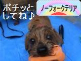 にほんブログ村 犬ブログ ノーフォークテリアへ