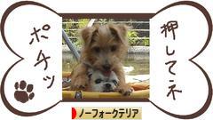 にほんブログ村 犬ブログ ノーフォークテリアへ