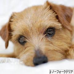 にほんブログ村 犬ブログ ノーフォークテリアへ