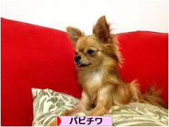 にほんブログ村 犬ブログ パピチワ(チワパピ)へ
