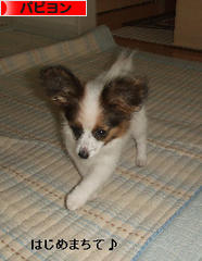 にほんブログ村 犬ブログ パピヨンへ