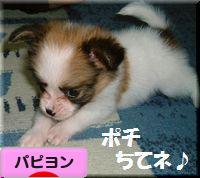 にほんブログ村 犬ブログ パピヨンへ